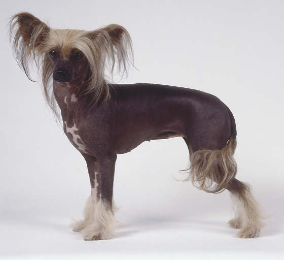 Chinese crested dogs are not Chinese Natural History