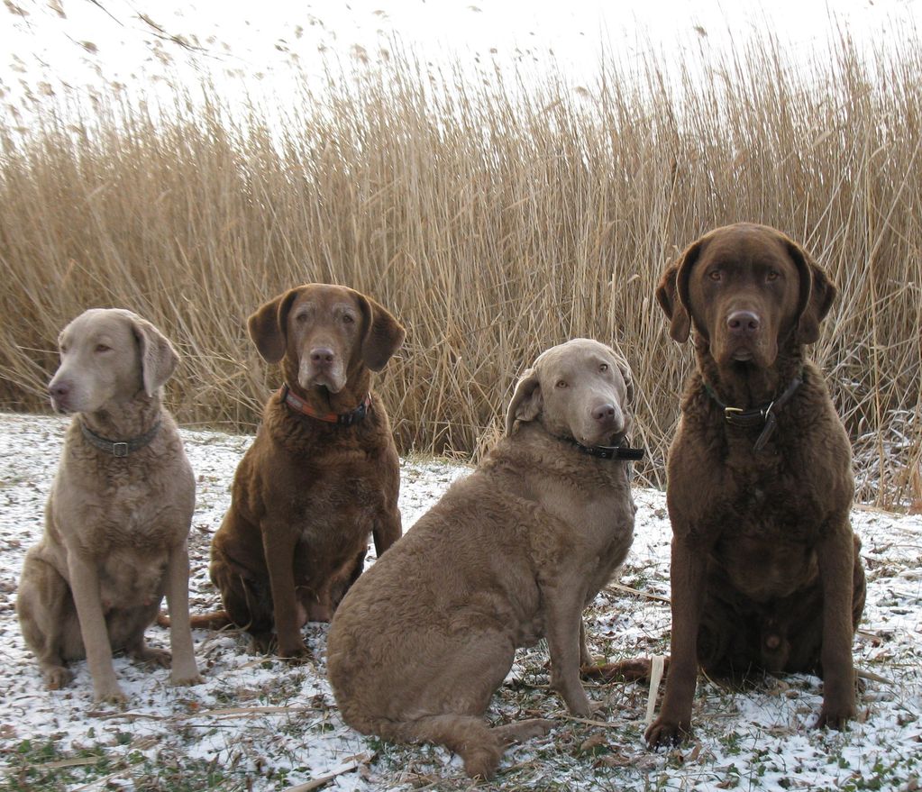 Ash Chesapeake Bay retrievers Natural History