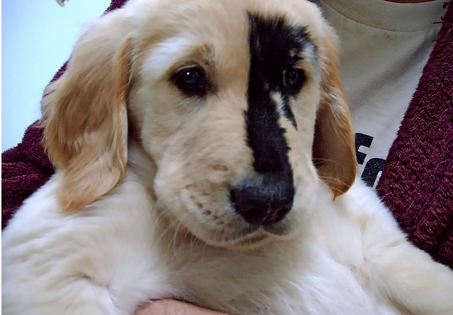 golden retriever black spots Natural History