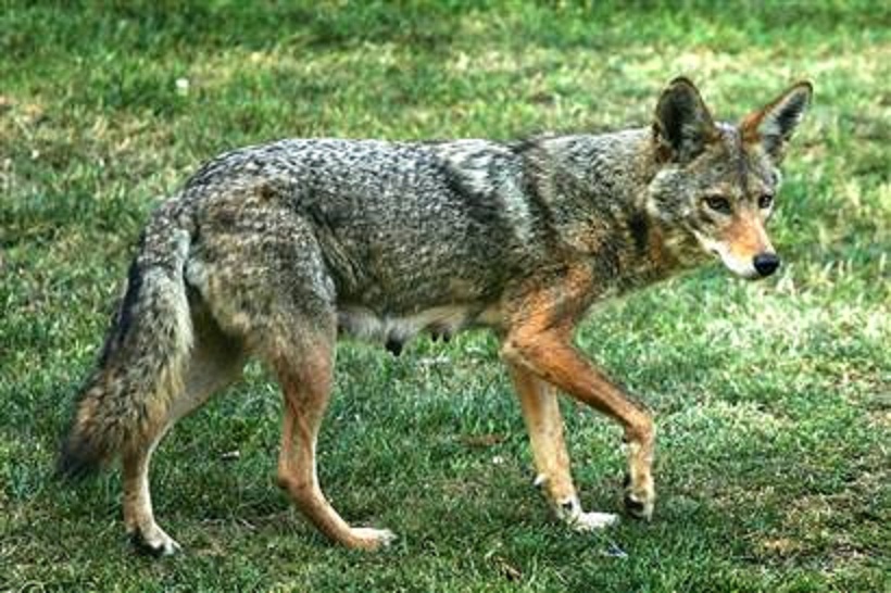 coyote