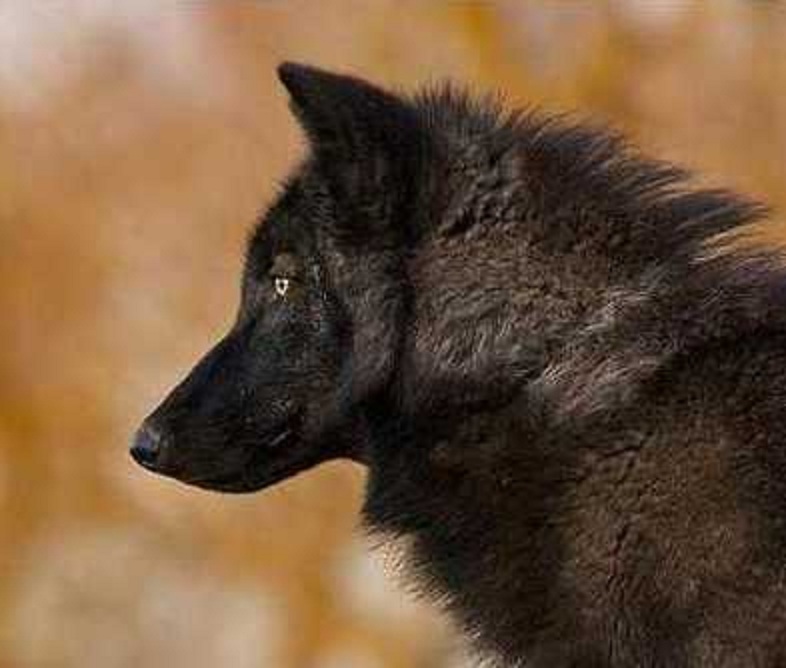 black wolf Natural History