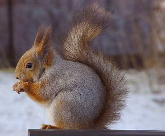 First hybrid between an Eastern gray squirrel and Eurasian red squirrel