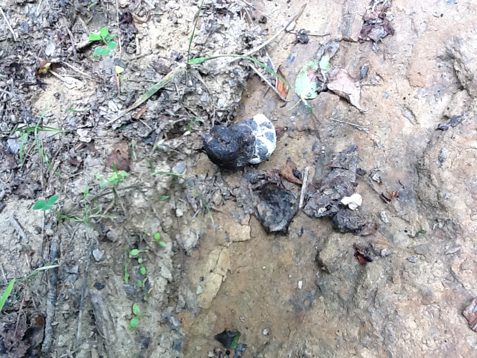 Wild turkey poo Canis lupus hominis