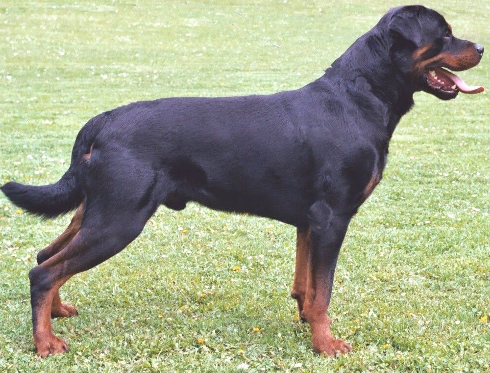 Classifying the Rottweiler Natural History