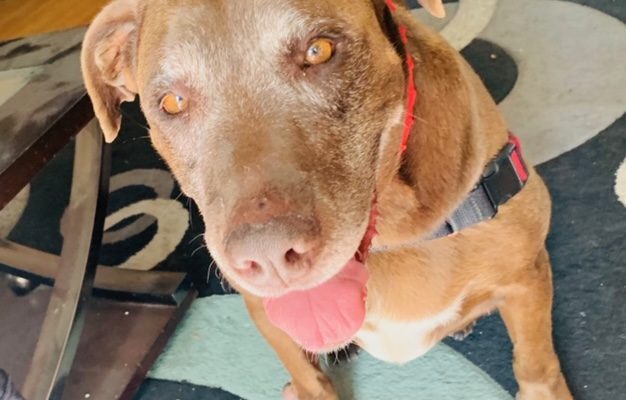 Retriever Rescue of Colorado, Adopt a Dog, Chocolate lab Archives