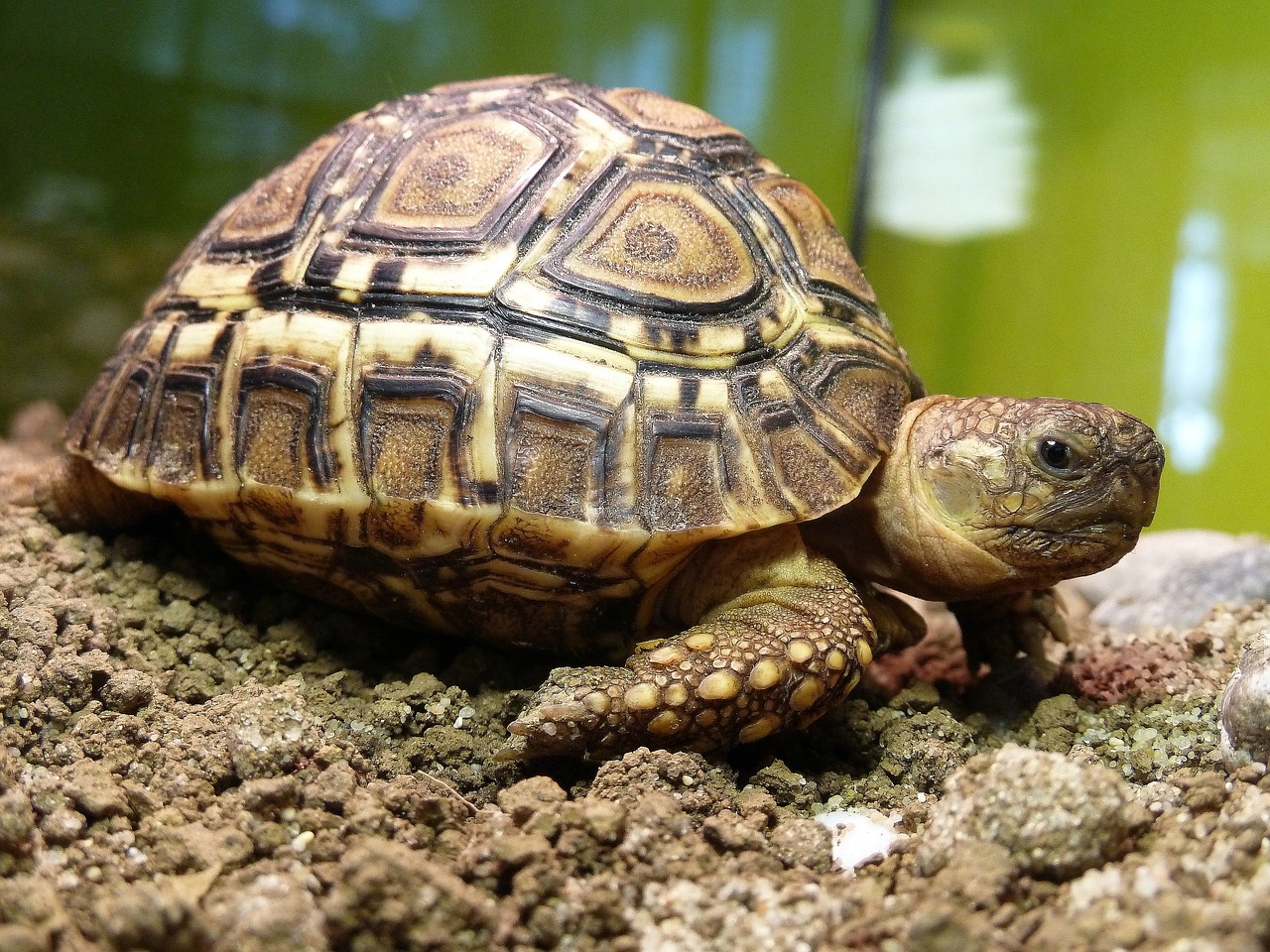 Geochelone Pardalis o Tartaruga Leopardo Scheda