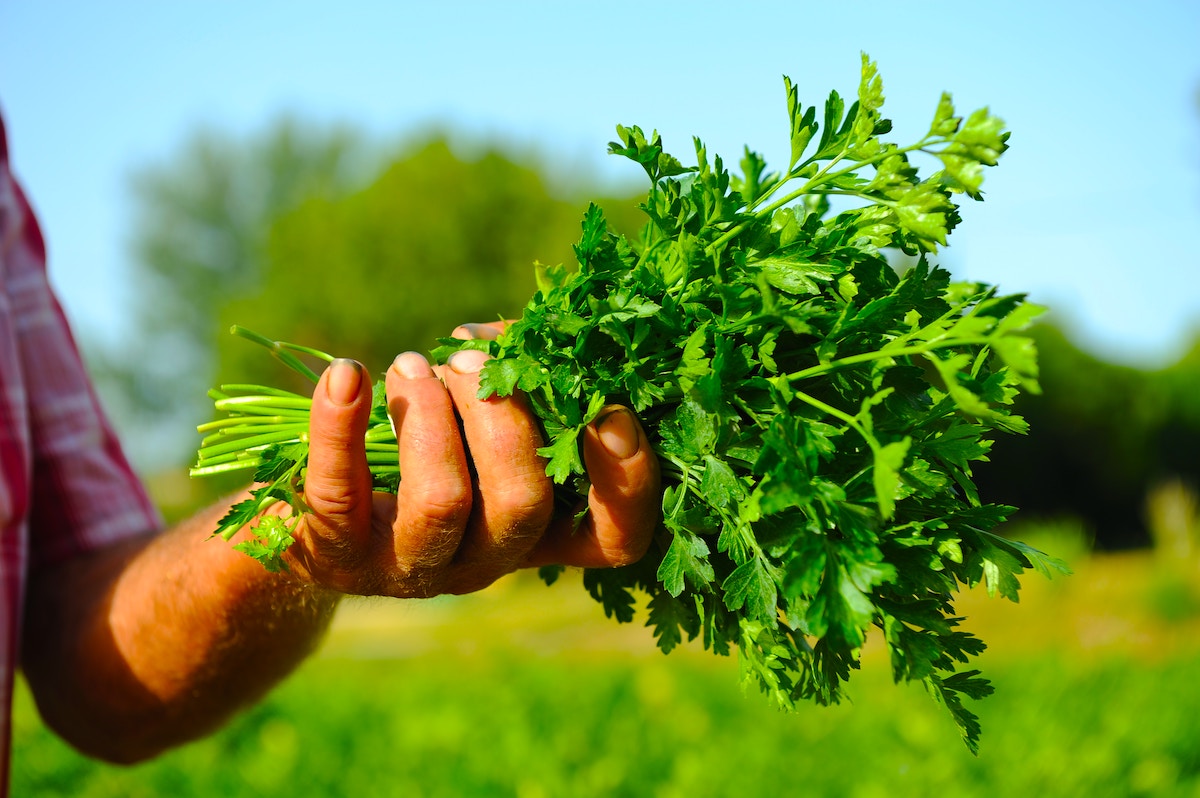 10 Powerful Health Benefits of Parsley Return Wellness
