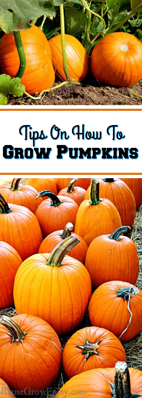 Tips On How To Grow Pumpkins Reuse Grow Enjoy