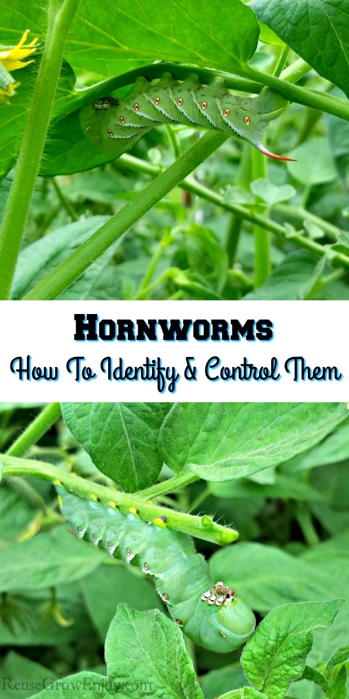 Hornworms How To Identify And Control Them In The Garden Reuse Grow