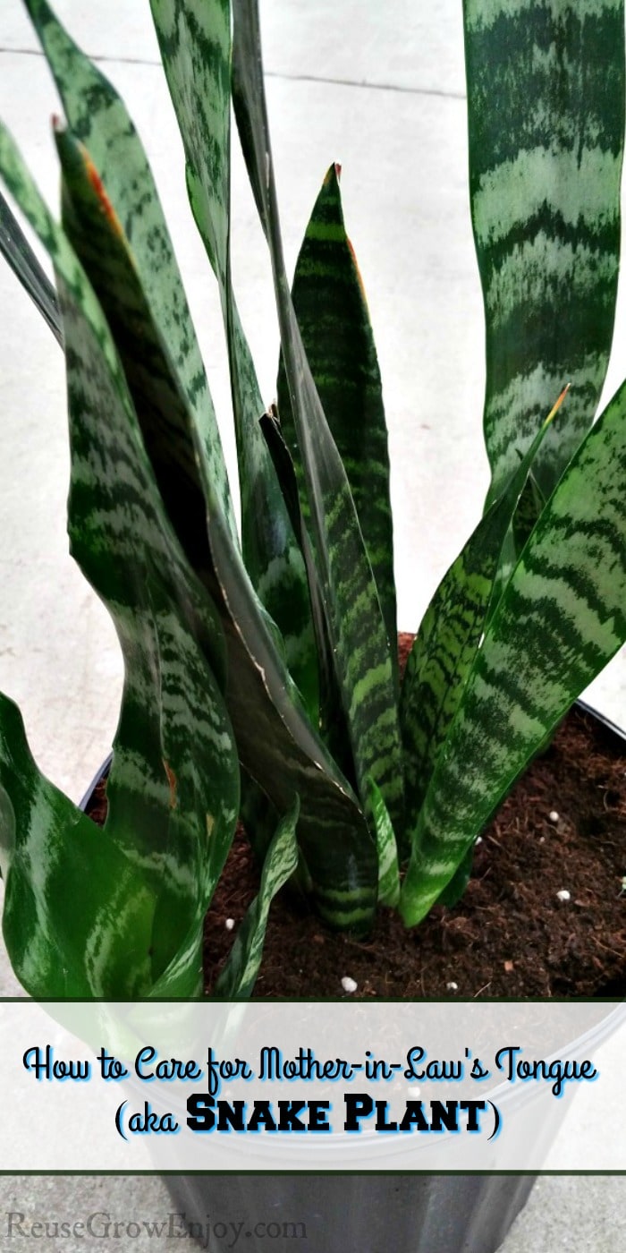 How to Care for a MotherinLaw's Tongue (aka Snake Plant