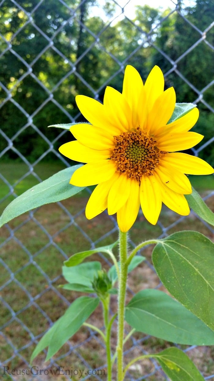 Tips For Growing Sunflowers And Types & Uses