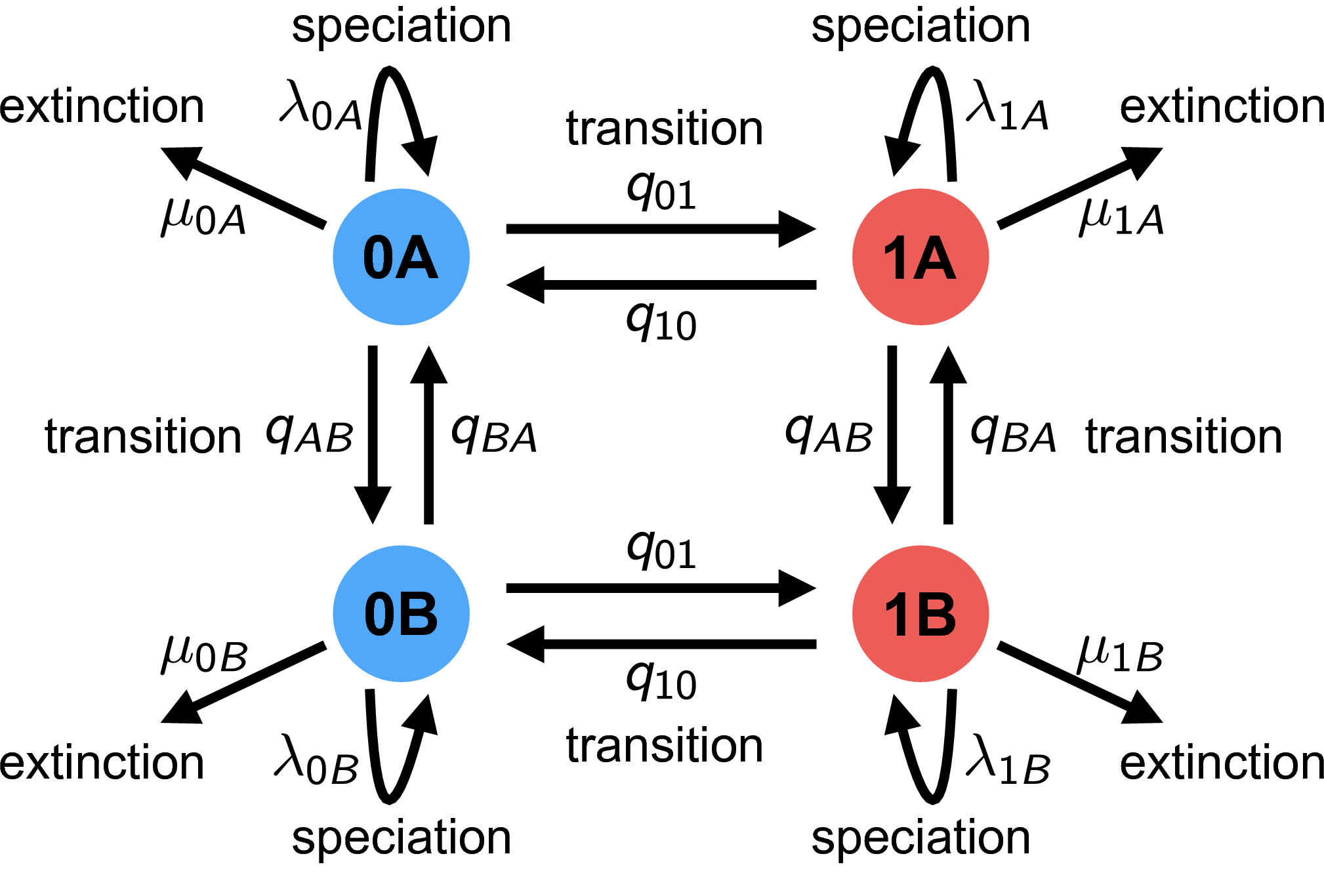 RevBayes Statedependent diversification with HiSSE
