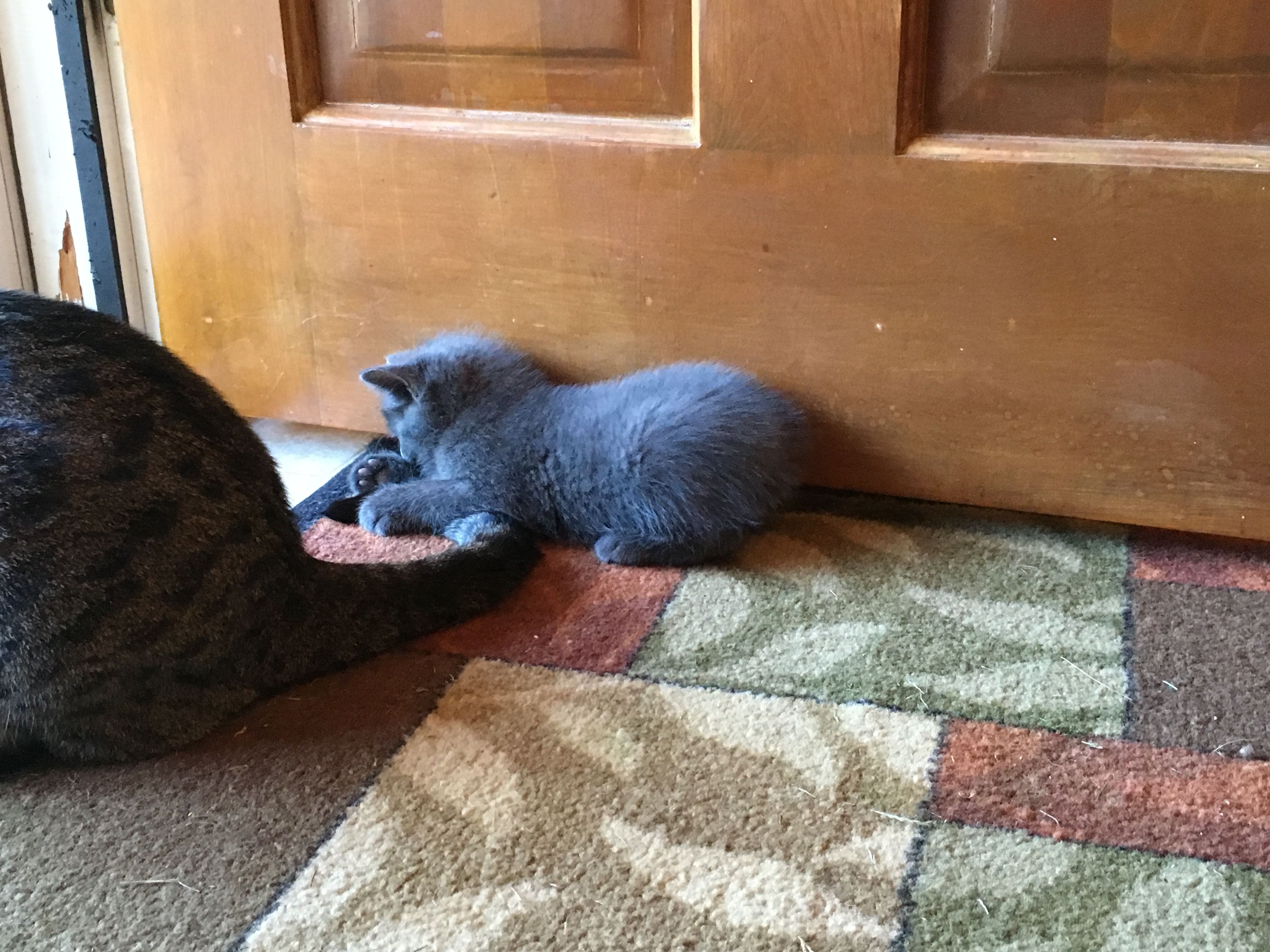 Educated by a Rumpy Cat Dennis McCarty