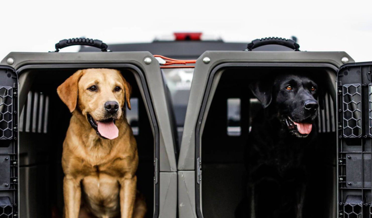 Gunner Kennels on the Shipping Intelligence® Platform Reveel