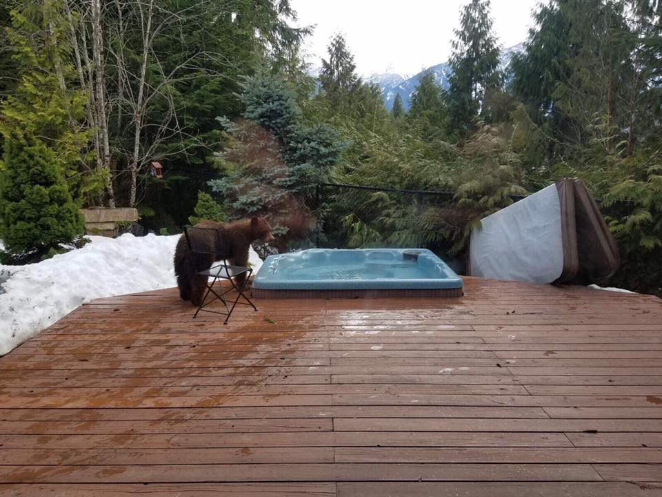 Hot Tub Poacher in Revelstoke Revelstoke Current