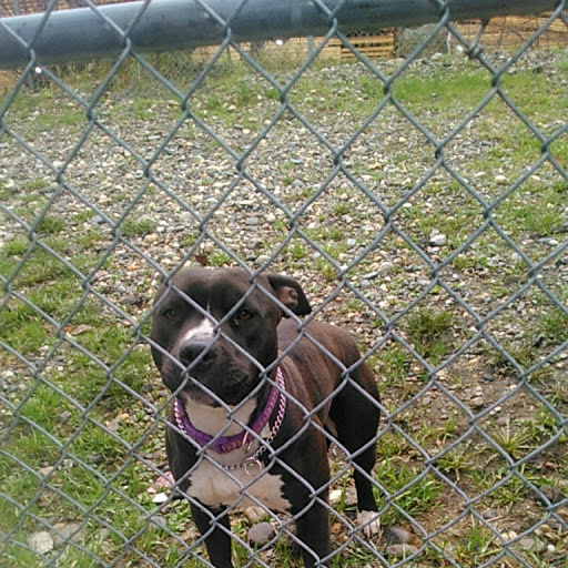 Two more dogs taken during second break in at Revelstoke Animal Shelter