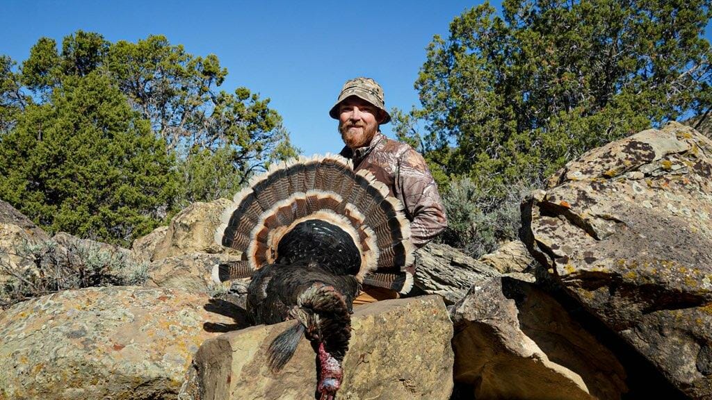 Colorado Turkey Hunts, Guided Archery, Shotgun, Spring and Fall