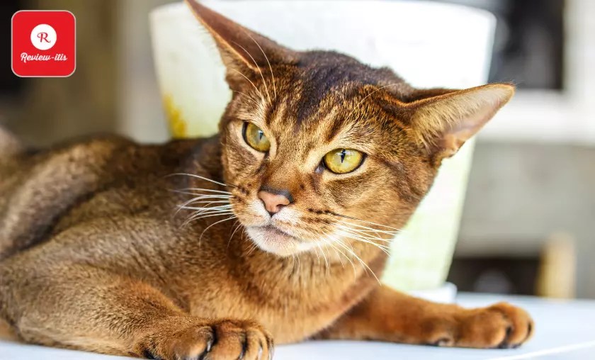 14 Friendly Cat Breeds for Dog Owners Best Felines (2024)