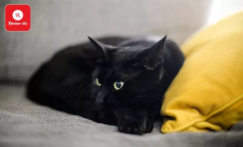 14 Friendly Cat Breeds for Dog Owners Best Felines (2024)