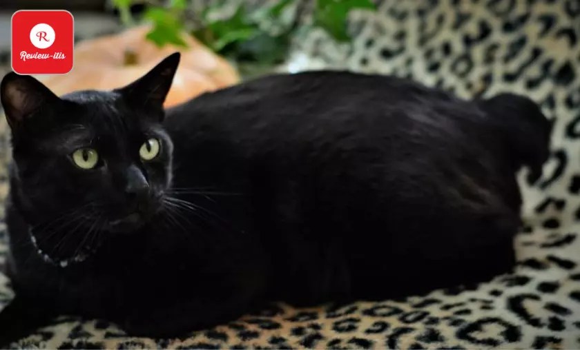 14 Friendly Cat Breeds for Dog Owners Best Felines (2024)