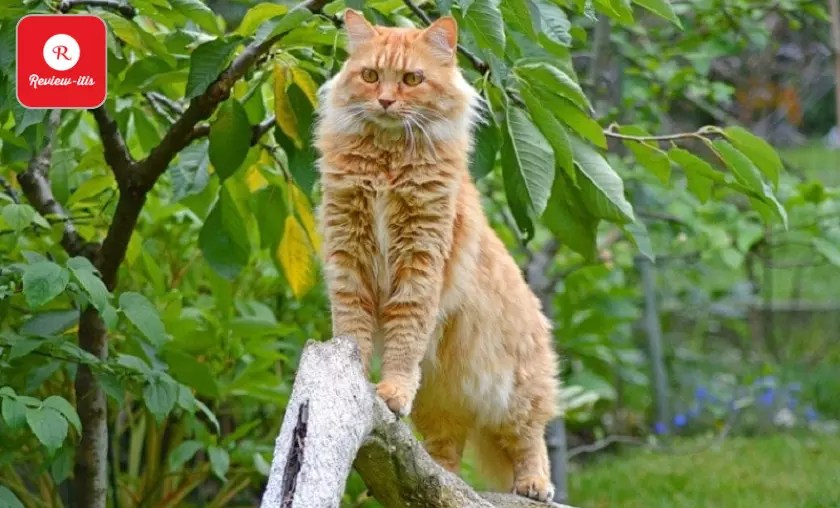 14 Friendly Cat Breeds for Dog Owners Best Felines (2024)