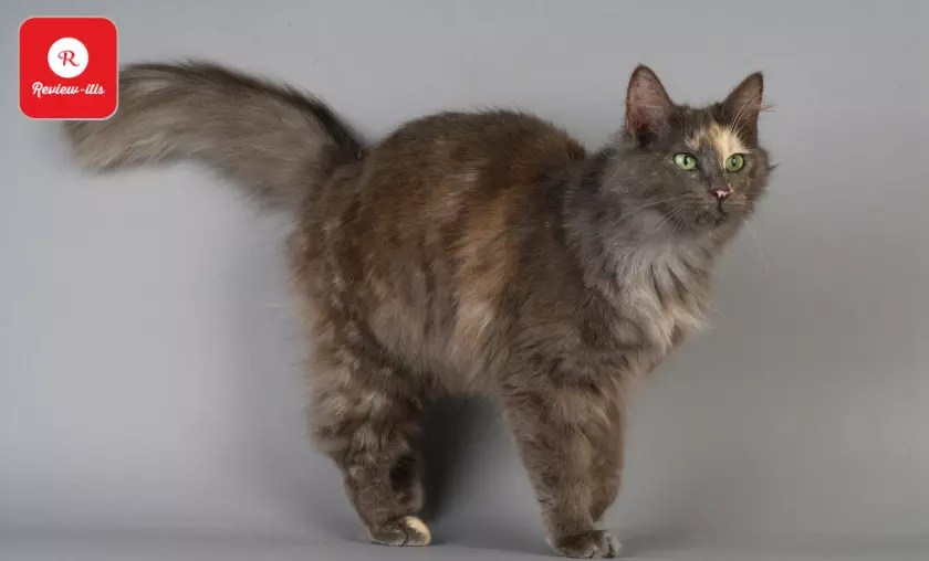 14 Friendly Cat Breeds for Dog Owners Best Felines (2024)