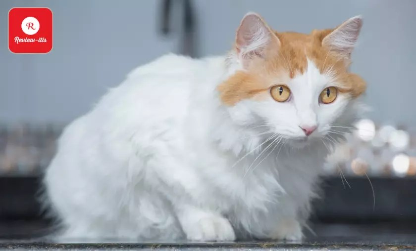 14 Friendly Cat Breeds for Dog Owners Best Felines (2024)