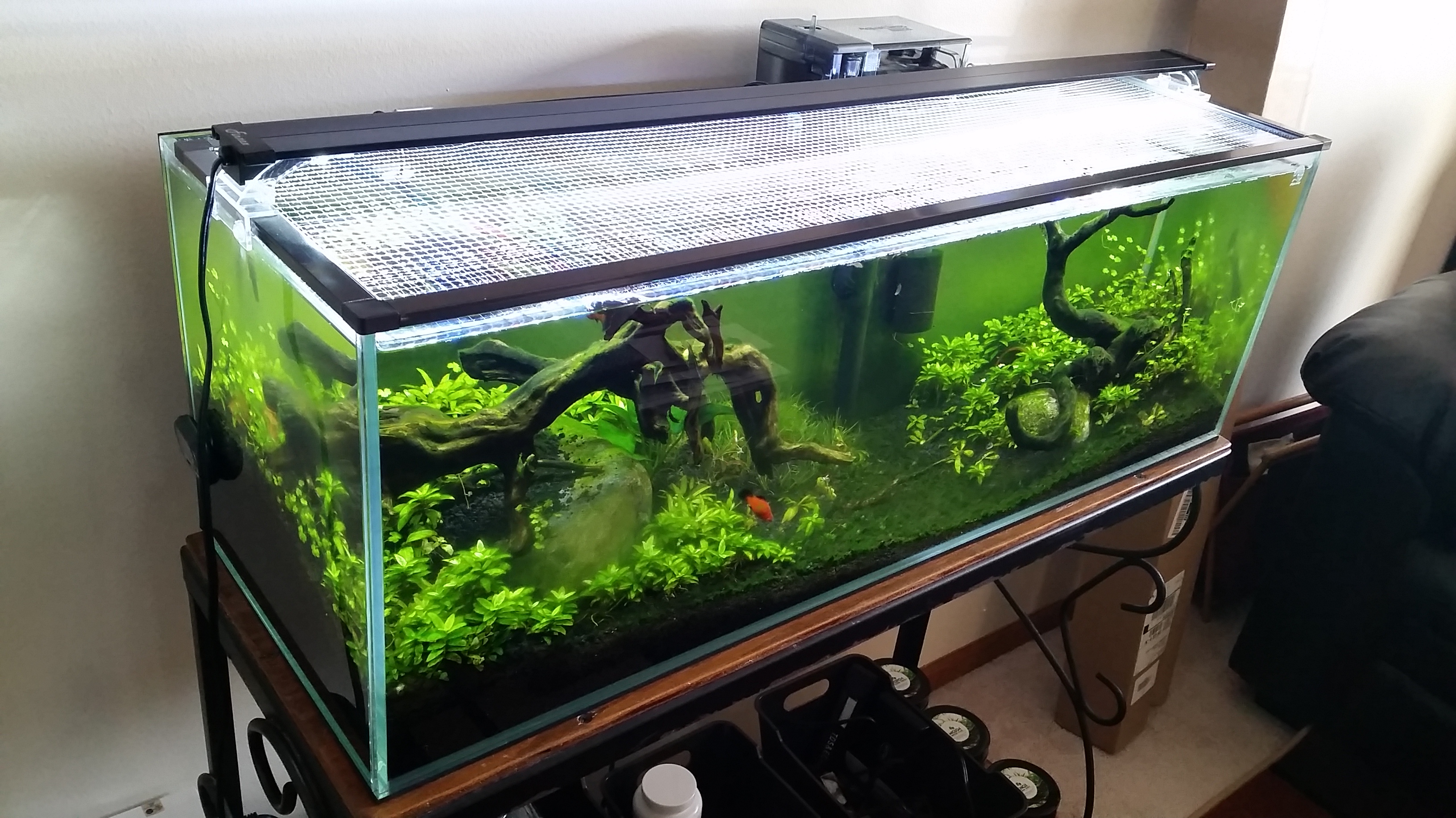 Aquamaxx Long Low Iron Rimless Aquarium 22 Gallon Aquarium Views