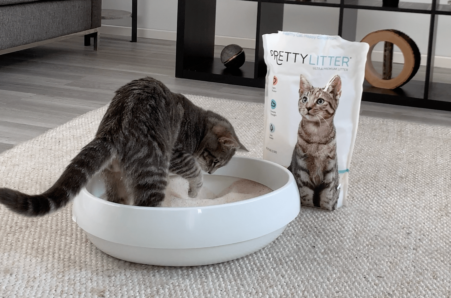 3 Reasons You Need This Cat Litter Review Therapy