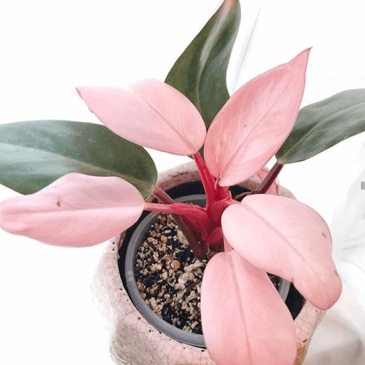 15 Pink Houseplants That Will Take Your Breath Away