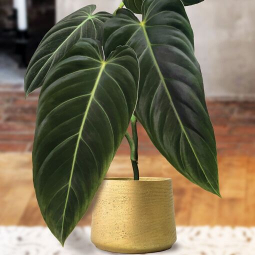 The 17 Most Precious Rare Houseplants in 2024