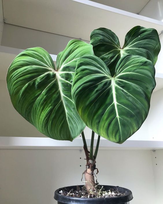 The 17 Most Precious Rare Houseplants in 2024