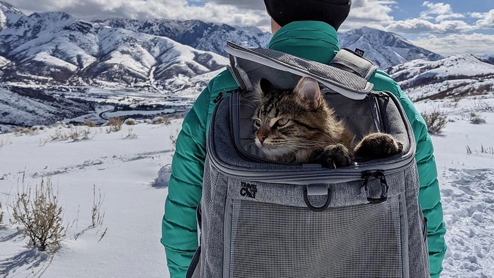 The Best Cat Backpacks of 2023 Flipboard