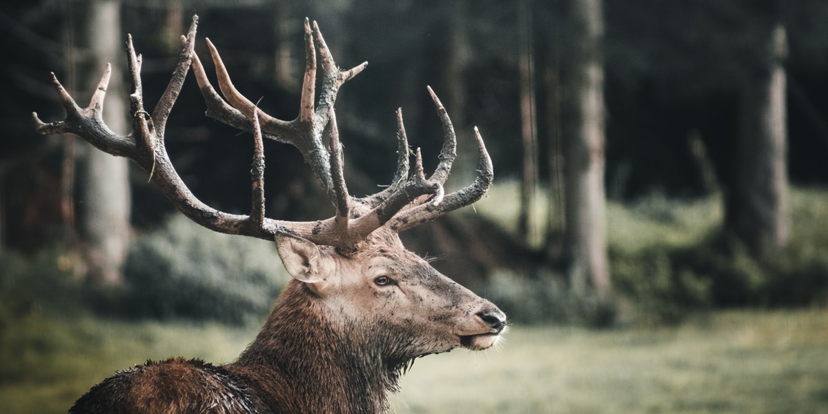 Five Best Elk Hunting Tips for Beginners Reviews Seekers