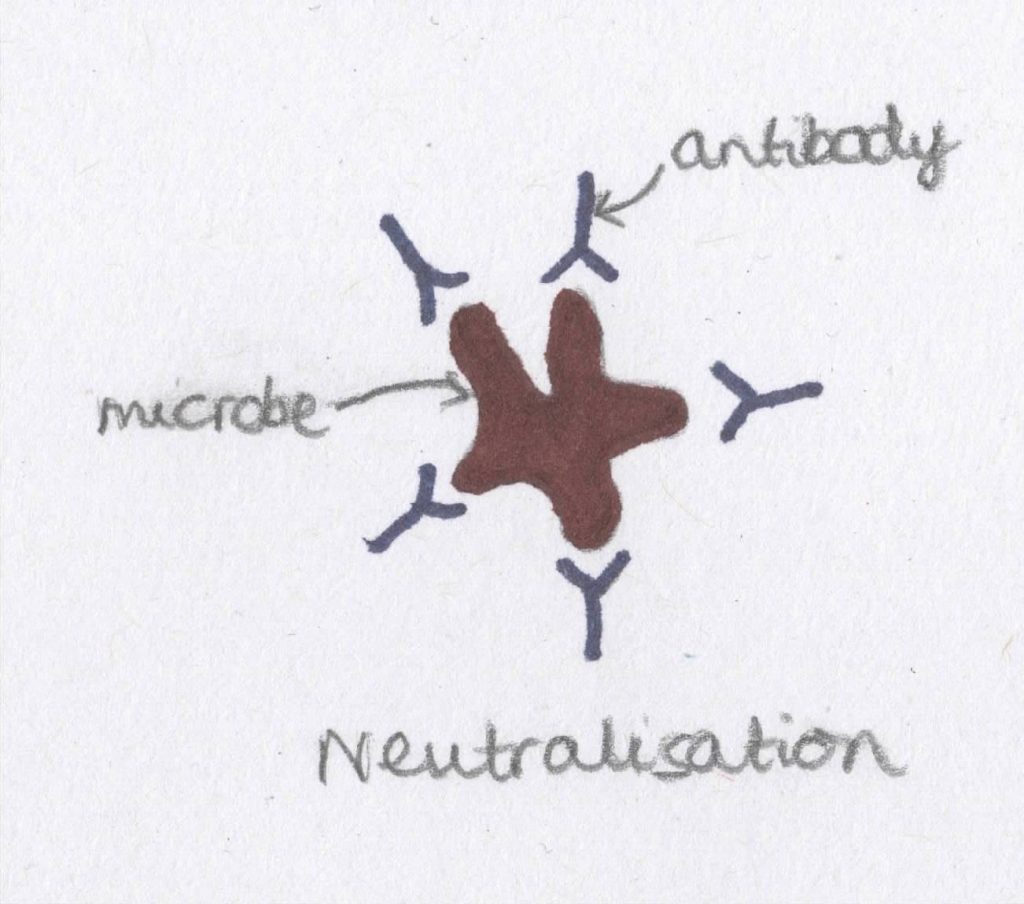 Adaptive Immunity Revise Dental