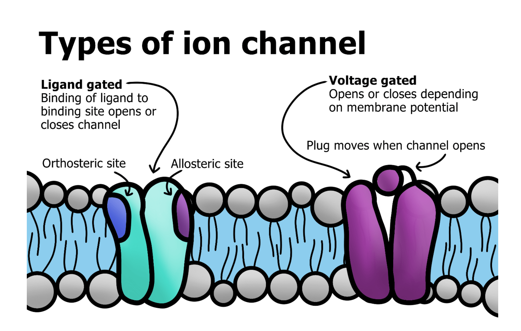 Pharmacodynamics Revise Dental
