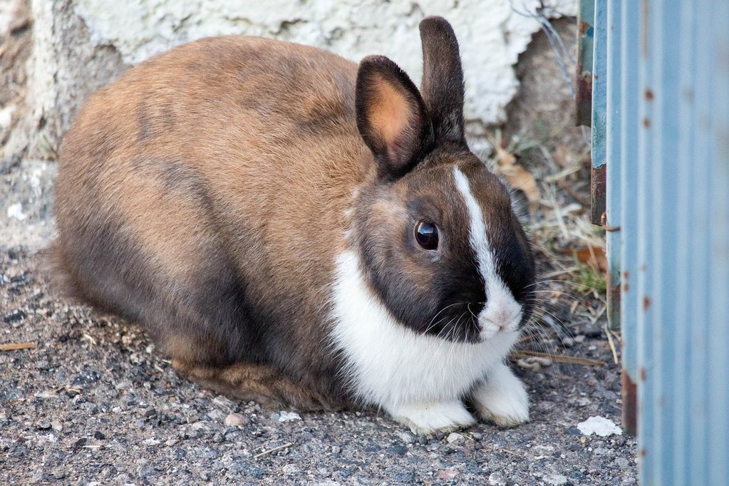 Poultry and Rabbit feeds Free ZIMSEC & Cambridge Revision Notes