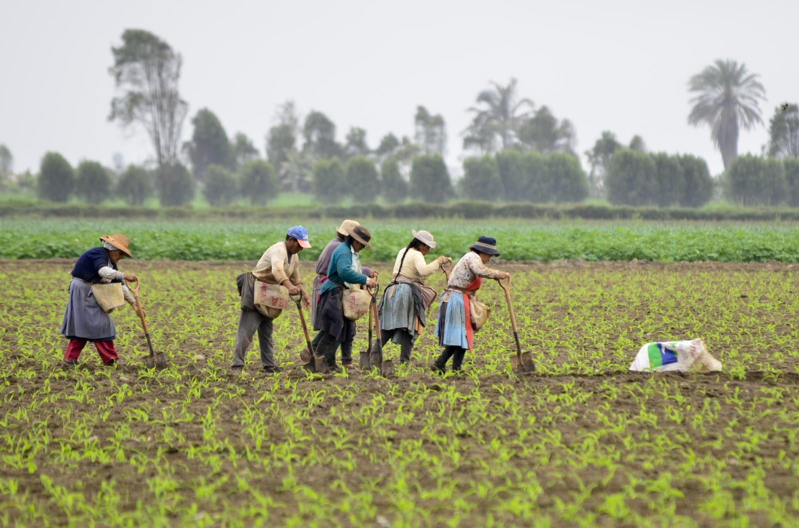 The Neglected Sector Agriculture in Peru ReVista