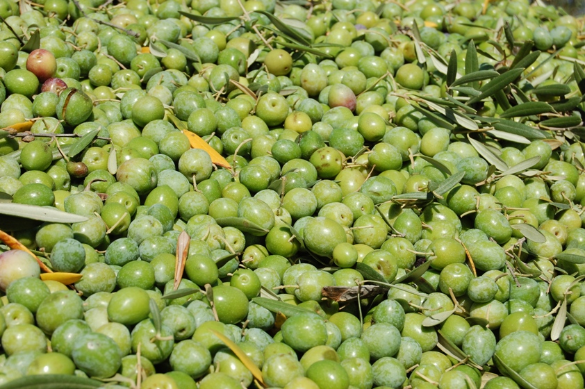 El bajo rendimiento de la aceituna mermará más de 250.000 tn la cosecha