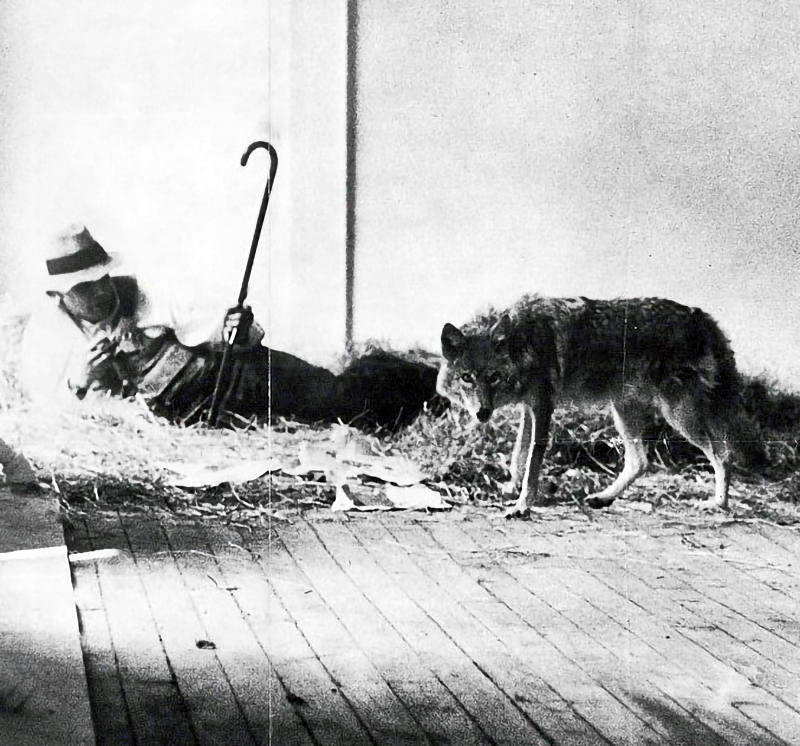 Joseph Beuys. I like America and America likes me, 1974