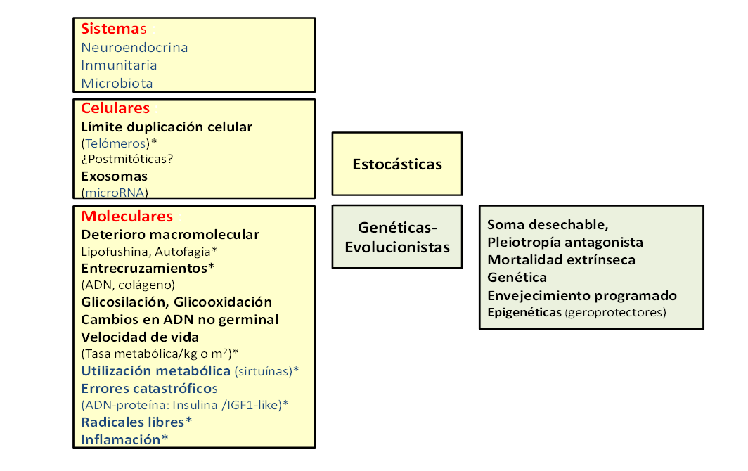 Figura 1. Teorías del envejecimiento .Se señalan las teorías