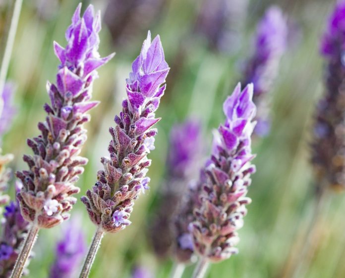 Estás con insomnio, ansiedad y pocas flores probá con lavanda
