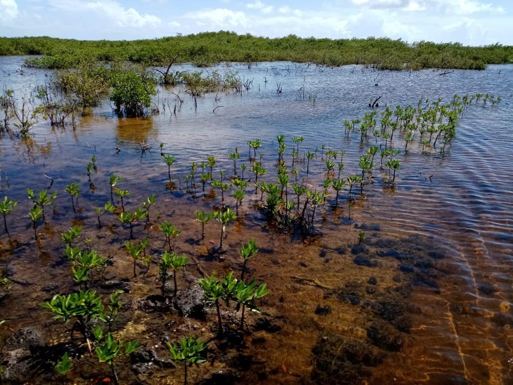 Los humedales de agua dulce y salada sustentan a la humanidad y la