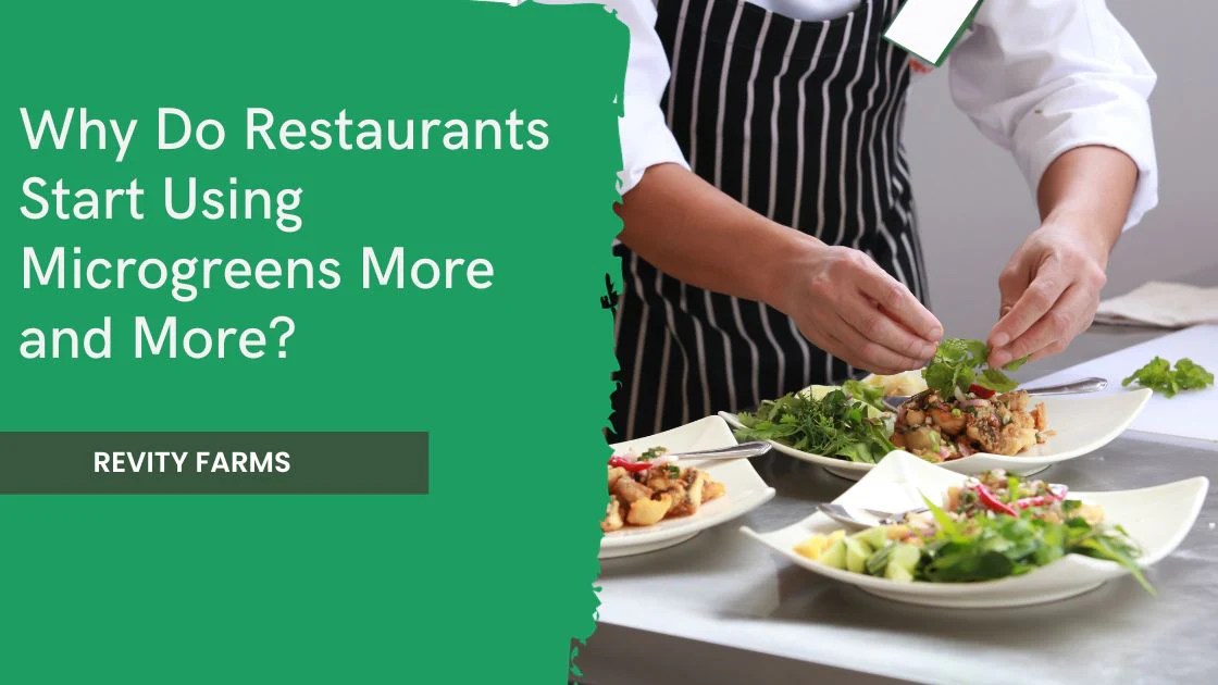 Why Do Restaurants Start Using Microgreens More and More Revity Farms