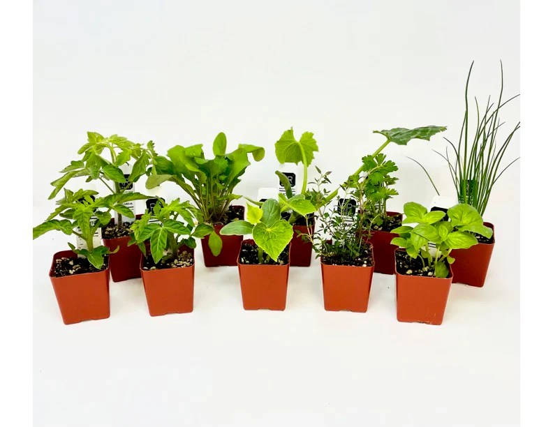 Revival Roots Nursery Organic Vegetable Plants and Herbs