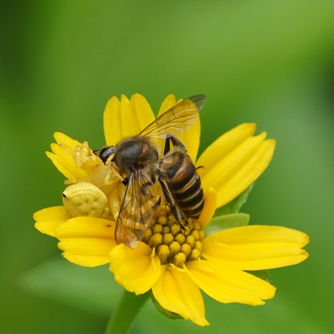 How Crab Spiders Attract Bees UV Light Reflection Explained Revive A Bee