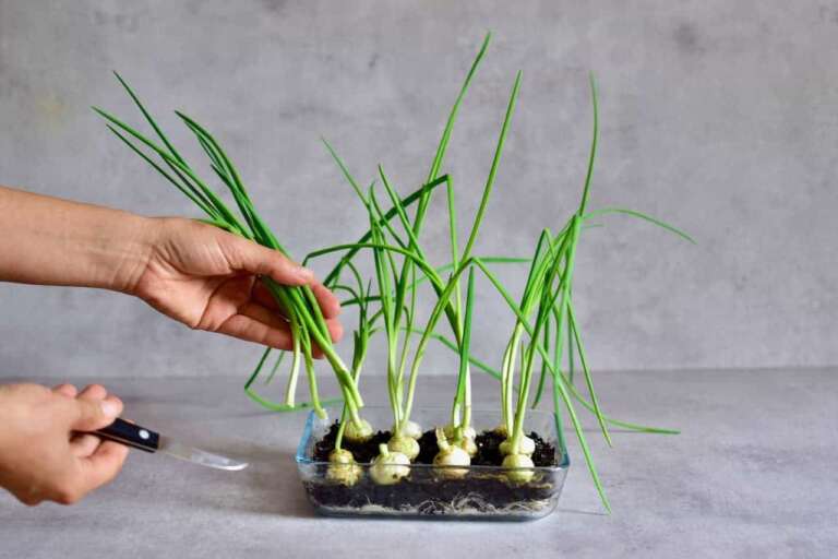 How To Grow Onions In Water Dead or Alive? Revive Garden