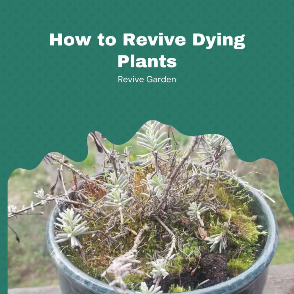 How to Revive Dying Plants? Indoor and Outdoor Revive Garden