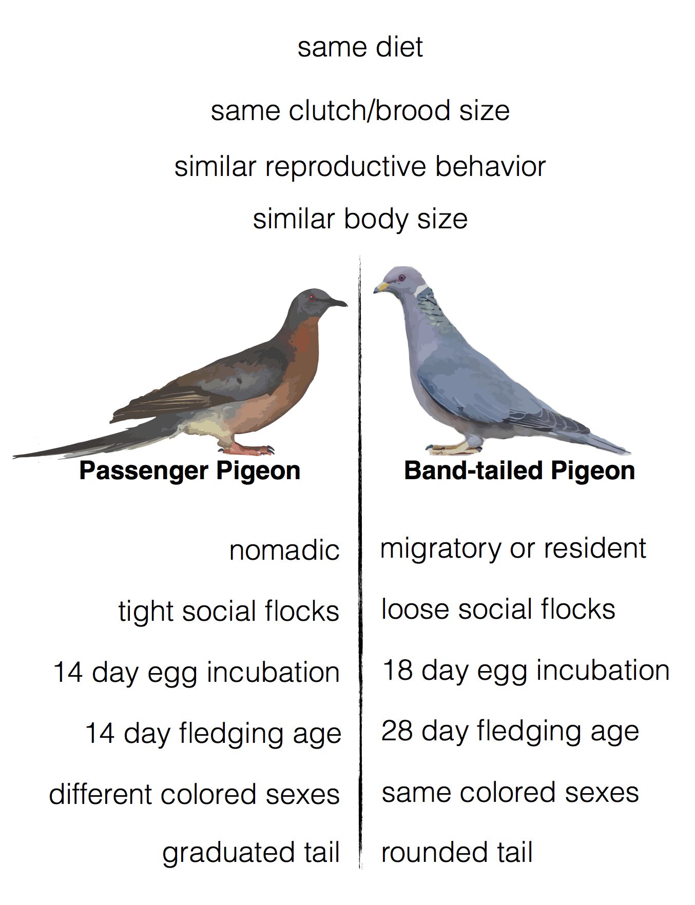 The Great Passenger Pigeon Comeback Revive & Restore