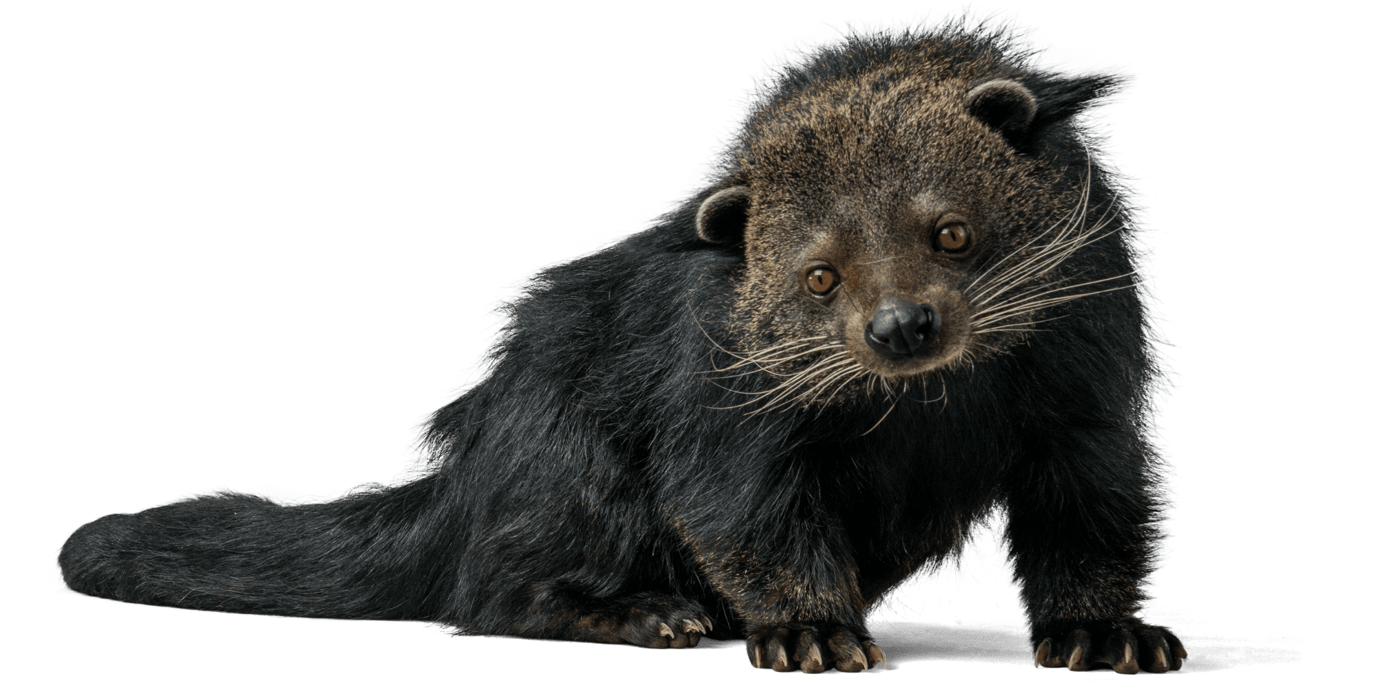 Binturong conservation in Indonesia